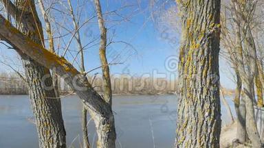 <strong>河边</strong>有<strong>黄</strong>色苔藓的树。 明亮的蓝天。 相机在运动